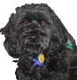 Augie