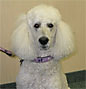 Daphne